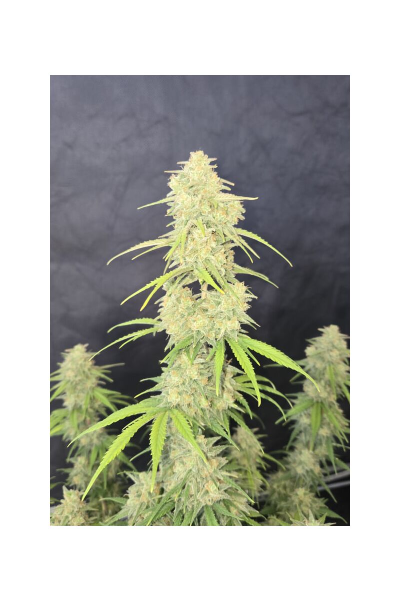 Z-Up Auto, Фасовка: 5